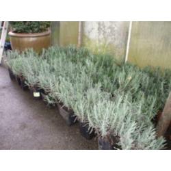 dikke bossen lavendel ,uit volle grond