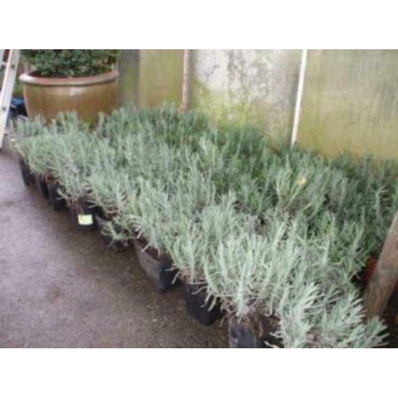 dikke bossen lavendel ,uit volle grond