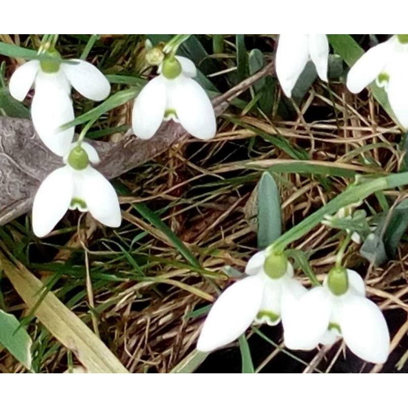 Perce neige. Contact/mail. Merci.